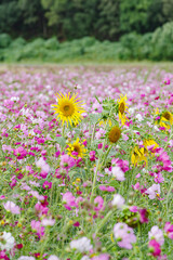 Obraz premium コスモスとひまわりの競演