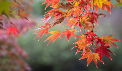 Background image of lake and red maple leaves in foreground. Maple leaves in autumn