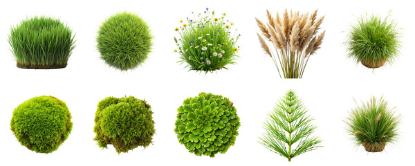 Grass varieties isolated on transparent background. Includes wild plants, reed, spiky lawn, horsetail, carpet moss in png collection