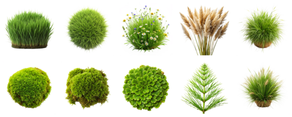 Grass varieties isolated on transparent background. Includes wild plants, reed, spiky lawn, horsetail, carpet moss in png collection