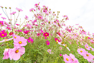 Fototapeta premium コスモスの花のある風景