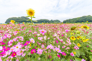コスモスとひまわりのある風景
