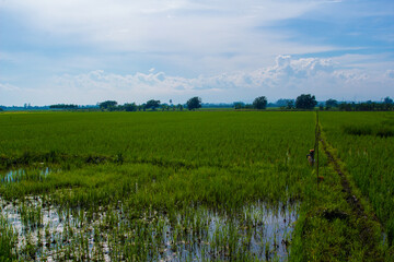 green rice field with sky in Thailand, Asia