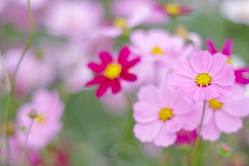 Fototapeta premium コスモスの花のある風景