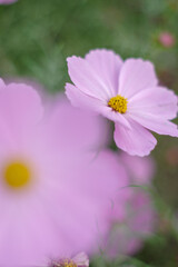 Obraz premium コスモスの花のある風景