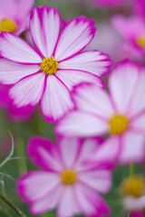 Fototapeta premium コスモスの花のある風景