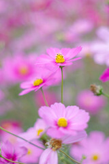Obraz premium コスモスの花のある風景