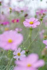 Fototapeta premium コスモスの花のある風景
