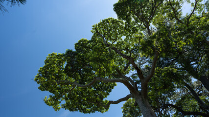 空と樹