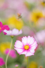 Obraz premium コスモスとひまわりのある風景