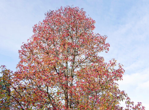Liquidambar styraciflua or American sweetgum, majestic tree with straight trunk and rounded crown, spreading branches clothed with beautiful leaves in autumnal coloring