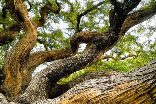 alberi 3