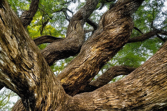 alberi 2