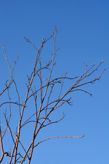 Common mountain ash branch with buds