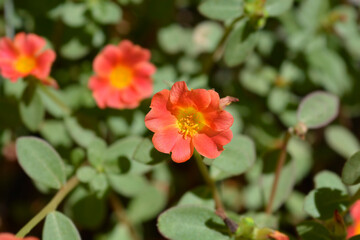 Moss-rose purslane flowers