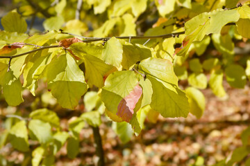 Persian ironwood autumn leaves
