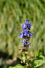 Fototapeta premium Great blue lobelia flowers