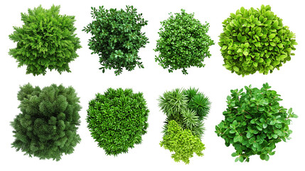 Obraz premium Collection of Common juniper,Rosemary Trees isolated on white background, tropical trees isolated used for design,top view advertising and architecture