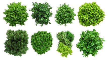 Collection of Common juniper,Rosemary Trees isolated on white background, tropical trees isolated used for design,top view advertising and architecture