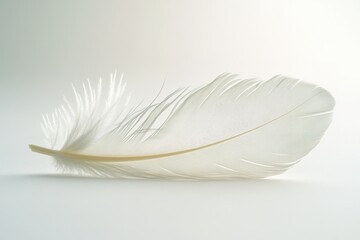 Obraz premium Delicate white feather on soft gradient background