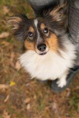 Cute brown grey tricolor dog sheltie. Shetland sheepdog in autumn fall park or forest