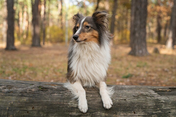 Cute brown grey tricolor dog sheltie in fall park on wood. Shetland sheepdog in autumn forest