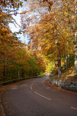 Fototapeta premium Scotland: The road to New Lanark, which passes through the forest ablaze with autumn colours