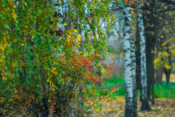 Obraz premium White birch in the park on an autumn November day.