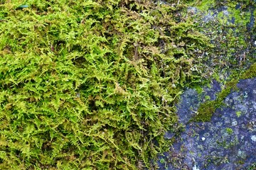 苔の生えた岩