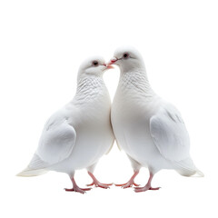 White wedding birds sitting together, isolated romantic photo