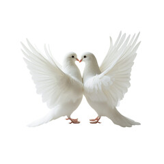 White wedding birds dove, pigeons with big wings kissing, isolated photo