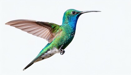 Fototapeta premium ハミングバード（hummingbird on white background） 