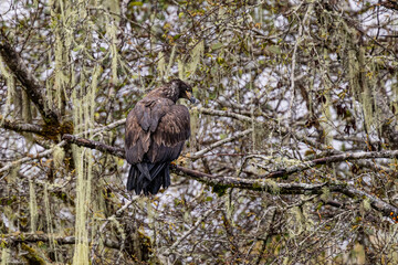 Golden Eagle perched on a tree branch