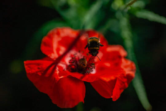 Hummel fliegt Mohnbl&uuml;te an