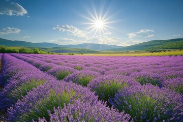 Fototapeta premium Vibrant Lavender Field Under Blue Sky with Distant Mountains and Rolling Hills