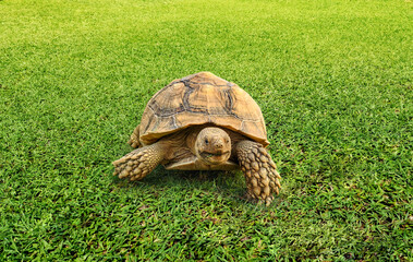 Turtles, cute turtles, Sulcata tortoises, African spurred tortoises.