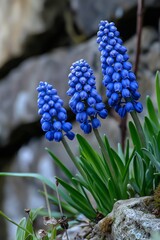 A beautiful close-up of blue grape flowers adding texture and color to the natural landscape around them.