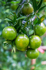 Fresh oranges on the tree in the garden.