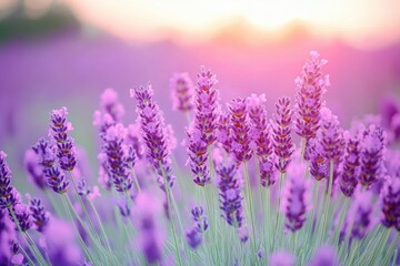 Vibrant Lavender Field in Bloom During Golden Hour