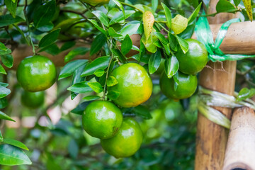 Fresh oranges on the tree in the garden.