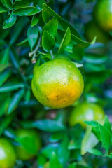 Fresh oranges on the tree in the garden.