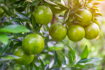 Fresh oranges on the tree in the garden.
