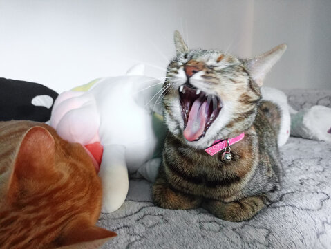 Gato atigrado bostezando o riendo con collar rosa y cascabel, junto a otro gato naranja durmiendo sobre una manta gris. Juguete blanco en el fondo.