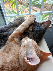 Dos gatos acurrucados juntos, uno de pelaje naranja y el otro de pelaje gris rayado, descansando tranquilamente junto a una ventana con vegetación de fondo.