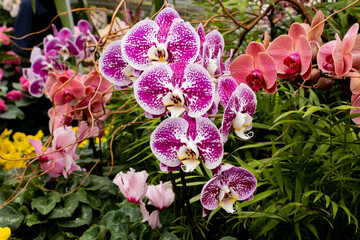 Fuchsia and Peach Orchids