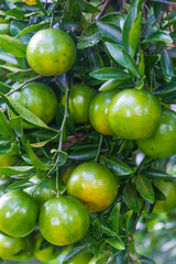 Fresh oranges on the tree in the garden.