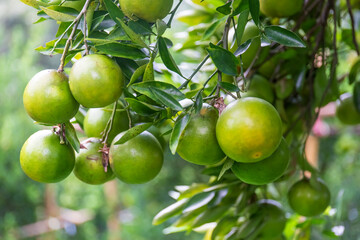 Fresh oranges on the tree in the garden.