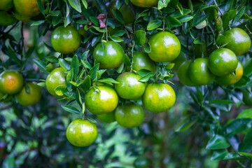 Fresh oranges on the tree in the garden.