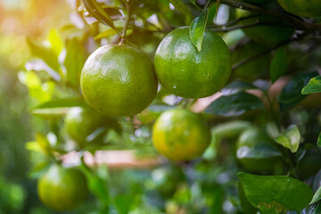 Fresh oranges on the tree in the garden.