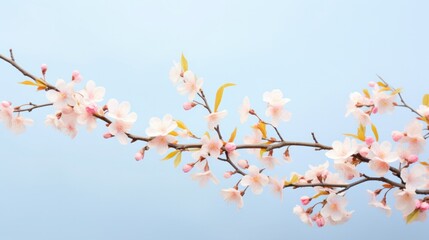 A close-up of a tree branch covered in soft pastel-colored flowers, with a crisp blue sky in the background isolated on white background 